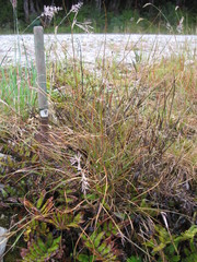 Rytidosperma gracile