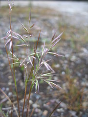 Rytidosperma gracile