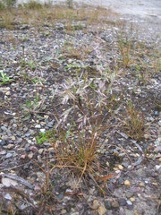 Rytidosperma gracile