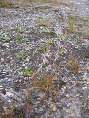 Rytidosperma gracile