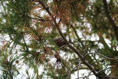 Pinus arizonica
