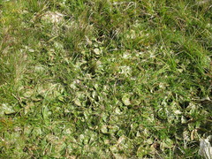 Rytidosperma nudiflorum