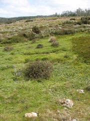 Rytidosperma nudiflorum