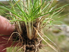 Rytidosperma nudiflorum