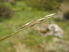 Rytidosperma nudiflorum
