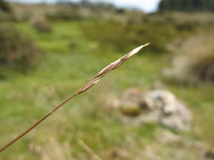 Rytidosperma nudiflorum