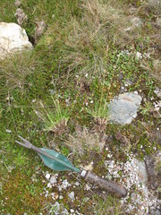 Rytidosperma nudiflorum