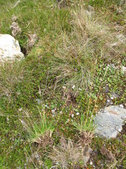 Rytidosperma nudiflorum