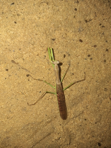 Flag Mantis