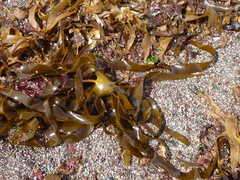 Laminaria hyperborea