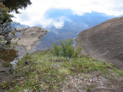 Rytidosperma pauciflorum