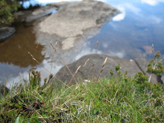 Rytidosperma pauciflorum