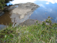 Rytidosperma pauciflorum