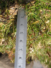 Rytidosperma pauciflorum