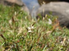 Rytidosperma pauciflorum