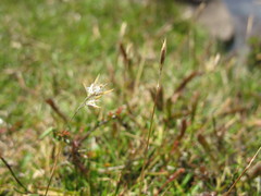 Rytidosperma pauciflorum