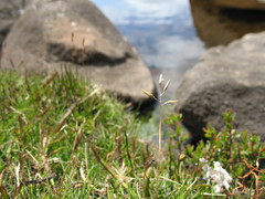 Rytidosperma pauciflorum