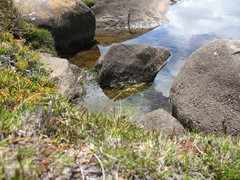 Rytidosperma pauciflorum