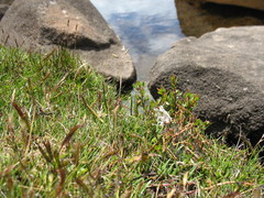 Rytidosperma pauciflorum