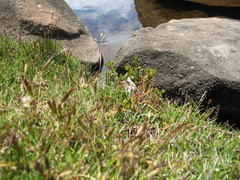 Rytidosperma pauciflorum