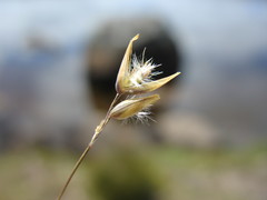 Rytidosperma pauciflorum