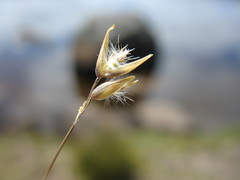 Rytidosperma pauciflorum