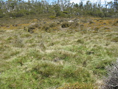 Rytidosperma nudiflorum