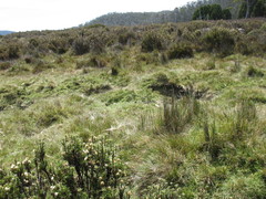 Rytidosperma nudiflorum