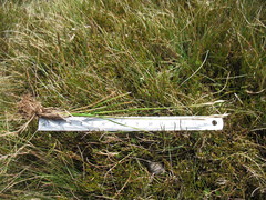 Rytidosperma nudiflorum