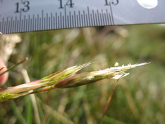 Rytidosperma nudiflorum
