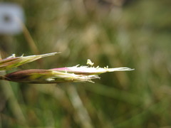 Rytidosperma nudiflorum