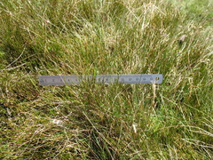 Rytidosperma nudiflorum