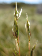 Rytidosperma nudiflorum