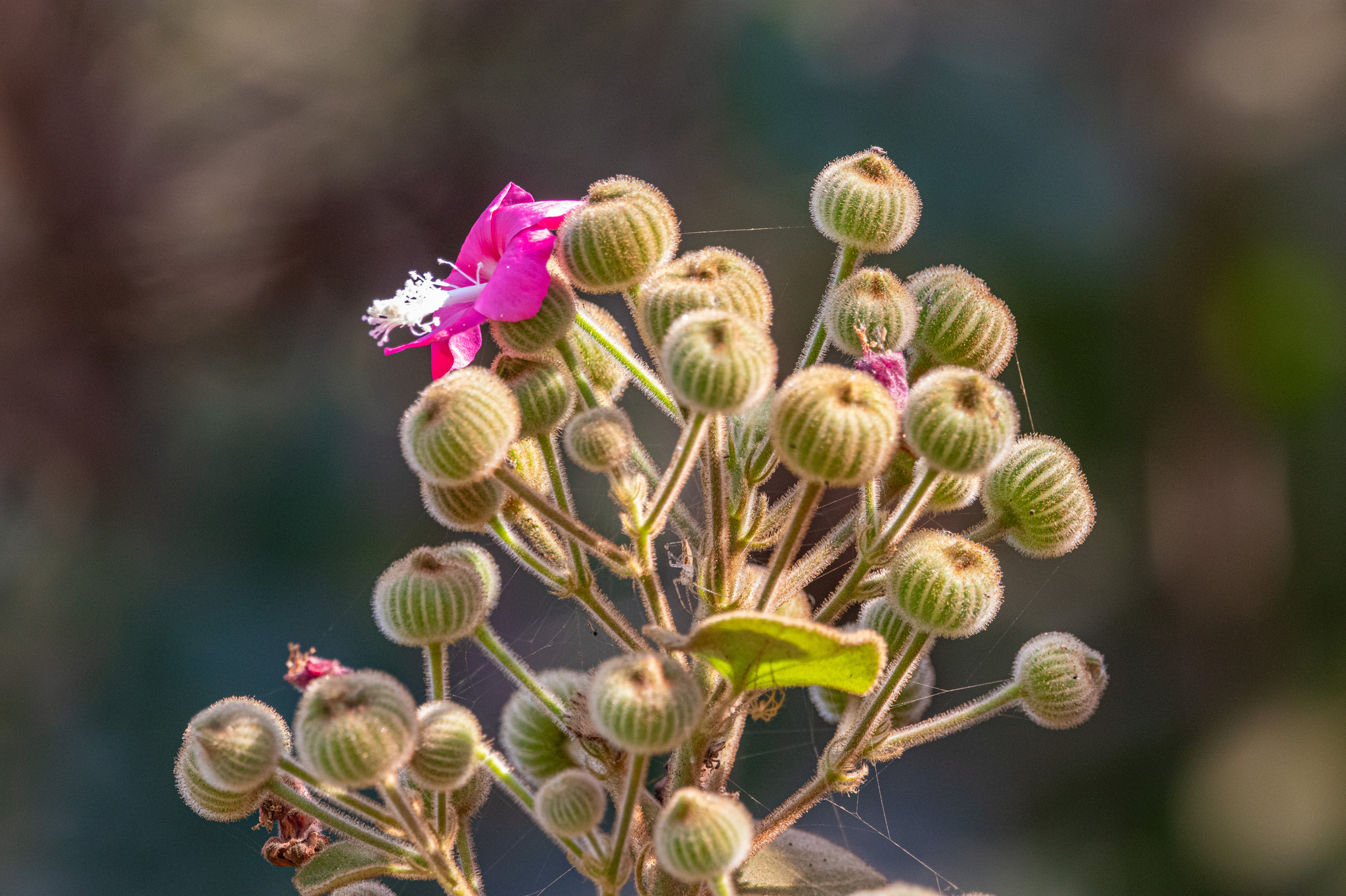 Pavonia malacophylla
