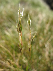 Rytidosperma nudiflorum