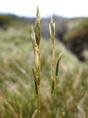 Rytidosperma nudiflorum