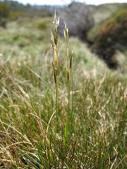 Rytidosperma nudiflorum