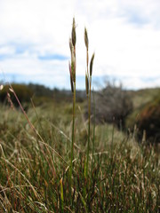Rytidosperma nudiflorum