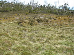 Rytidosperma nudiflorum