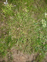 Rytidosperma australe