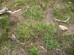 Rytidosperma australe