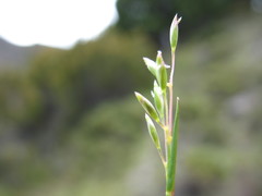 Rytidosperma australe