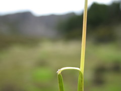Rytidosperma australe