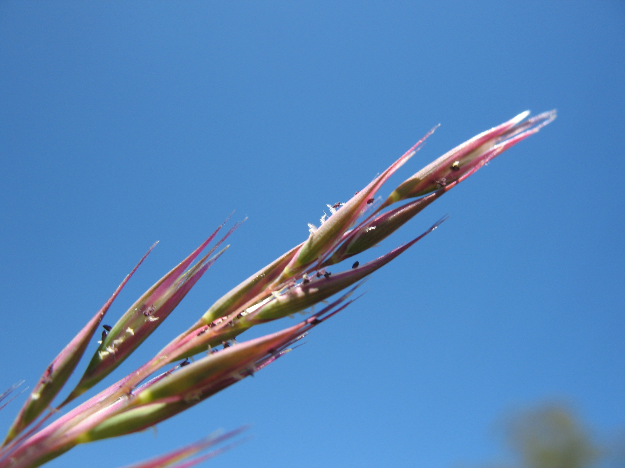 Rytidosperma semiannulare