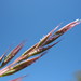 Tasmanian Wallaby Grass - Photo (c) Aelys M. Humphreys, some rights reserved (CC BY-NC), uploaded by Aelys M. Humphreys