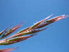Rytidosperma semiannulare