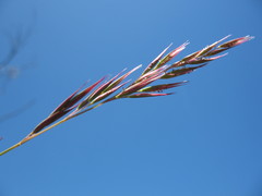 Rytidosperma semiannulare
