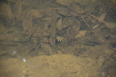 Kinosternon sonoriense