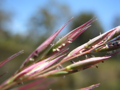 Rytidosperma semiannulare