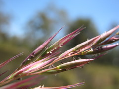 Rytidosperma semiannulare